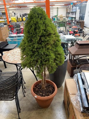 Lot 2369 - Large potted Pilea in pot