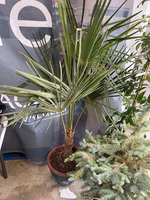 Lot 2415 - Large potted palm in blue ceramic glaze pot
