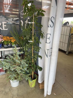 Lot 2416 - Large potted Schffleria umbrella plant in...