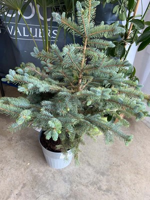 Lot 2417 - Large potted Superblue seedling in chrome bucket