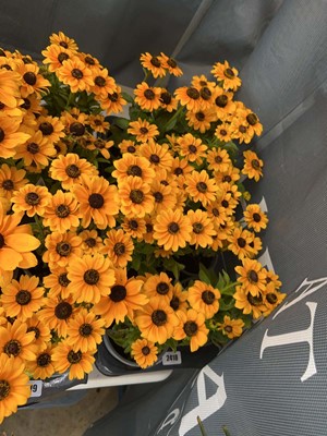 Lot 2418 - Tray containing 6x potted Toto Rudbeckia