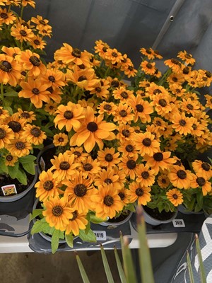 Lot 2419 - Tray containing 6x potted Toto Rudbeckia
