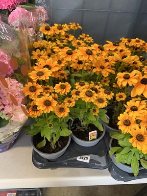 Lot 2420 - Tray containing 6x potted Toto Rudbeckia
