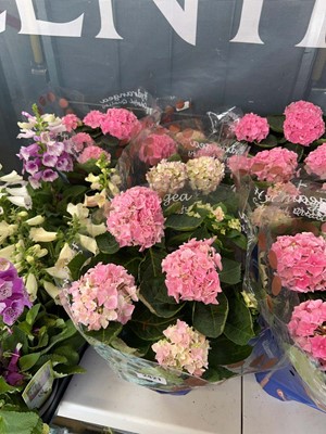Lot 2421 - 4x potted Hydrangeas in presentation sheets