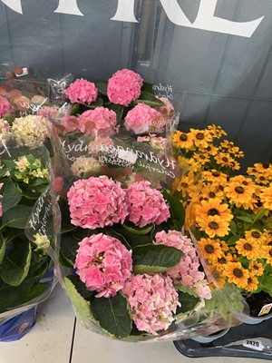 Lot 2422 - 3x potted Hydrangeas in presentation sheets