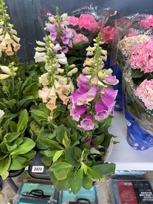 Lot 2423 - Tray containing 6x large potted Digatalis Purpura