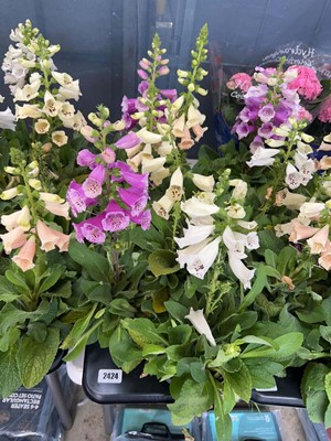 Lot 2424 - Tray containing 6x large potted Digatalis Purpura