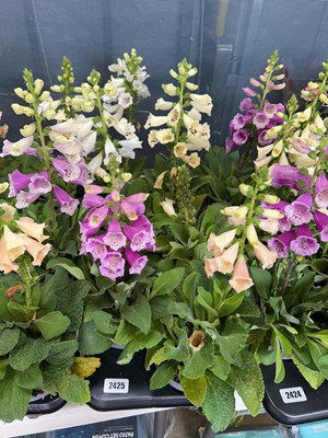 Lot 2425 - Tray containing 6x large potted Digatalis Purpura