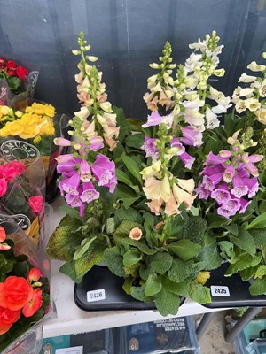 Lot 2426 - Tray containing 6x large potted Digatalis Purpura