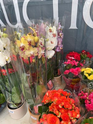 Lot 2429 - 3x potted Orchids in china pots