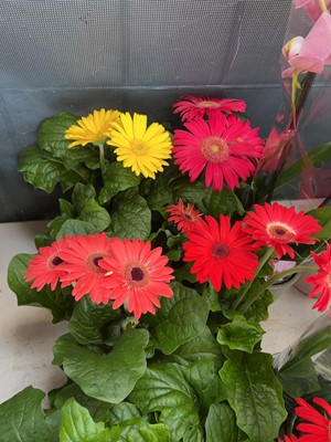 Lot 2432 - Tray containing 4x large potted Gerbara