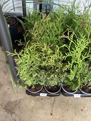 Lot 2433 - Tray containing 10x potted evergreen conifers