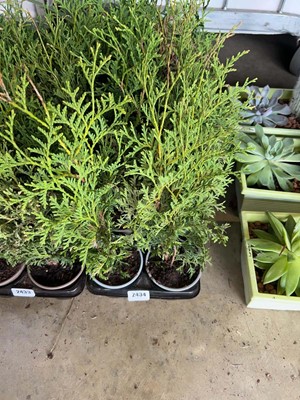 Lot 2434 - Tray containing 10x potted evergreen conifers