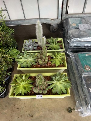 Lot 2435 - 3x cacti planters