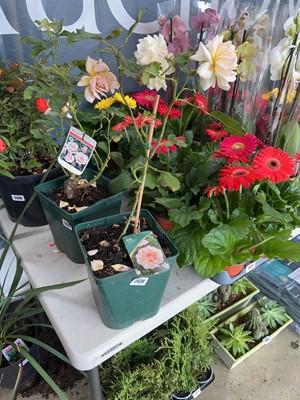 Lot 2438 - Potted Chandos Beauty Hybrid Tea Rose