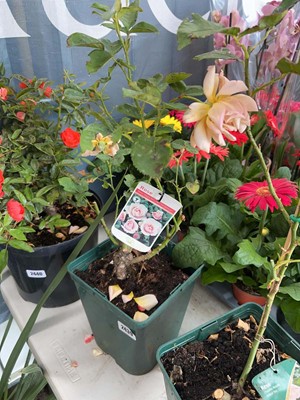 Lot 2439 - Potted Many Happy Returns floribunda rose