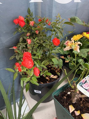 Lot 2440 - Potted Fathers Day patio rose