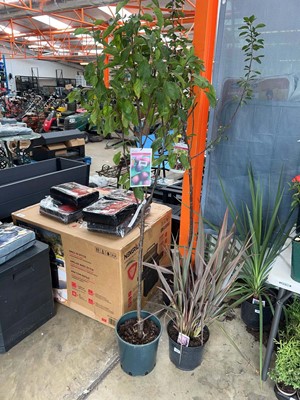 Lot 2441 - Large potted Opal plum fruit tree
