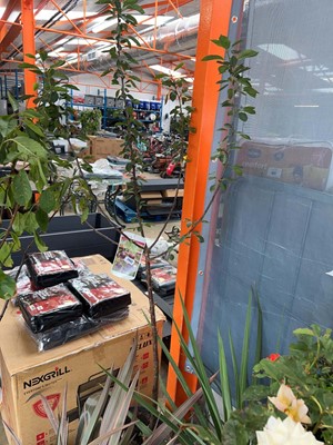 Lot 2442 - Large potted Morello Cherry fruit tree