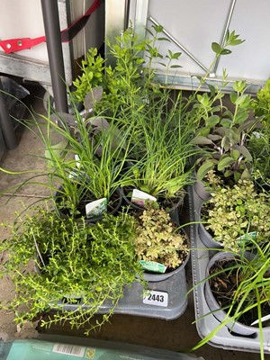 Lot 2443 - Tray containing mixed herbs to include chives,...