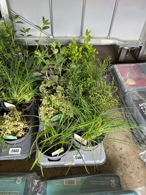 Lot 2444 - Tray containing mixed herbs to include chives,...