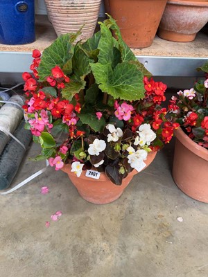 Lot 2461 - Large pre-planted patio pot