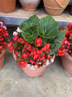 Lot 2462 - Large pre-planted mix begonia patio pot