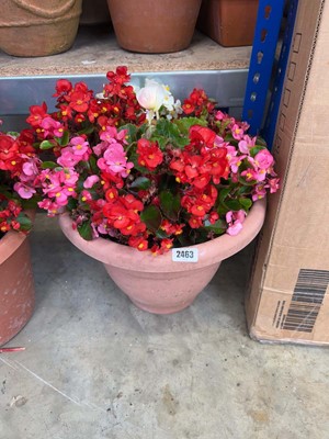 Lot 2463 - Large pre-planted mix begonia patio pot