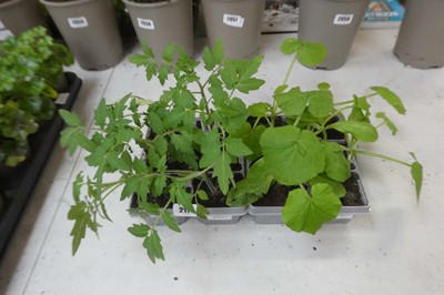 Lot 2174 - Tray containing 6 Beef tomato plants with tray...