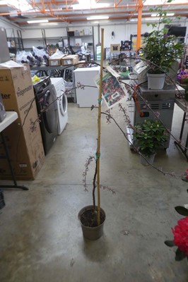 Lot 2076 - Large potted Royal Beauty Malus ornamental tree