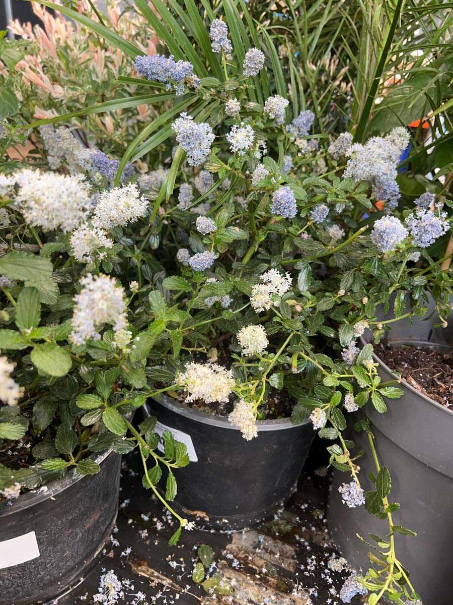 Lot 4250 - Ceanothus
