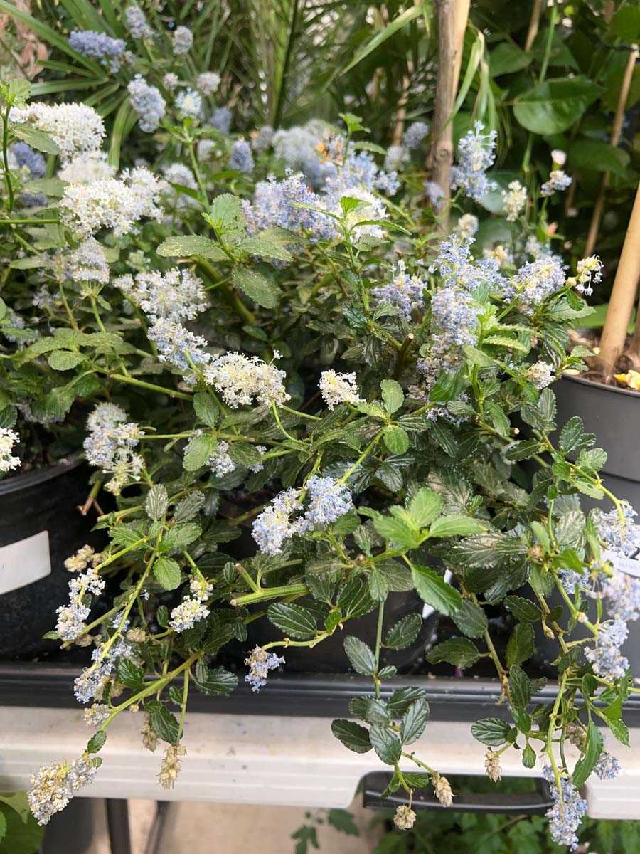 Lot 4249 - Ceanothus