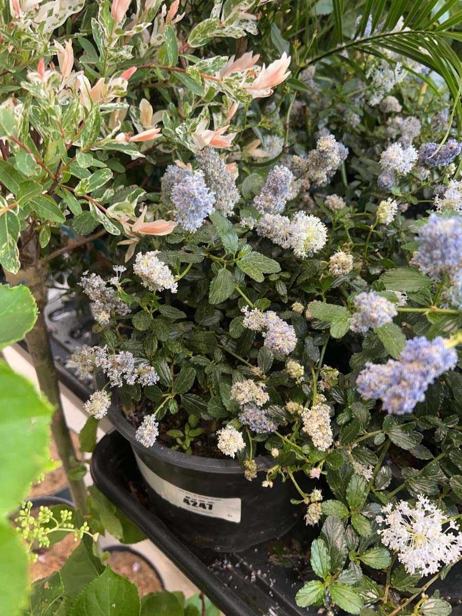 Lot 4247 - Ceanothus
