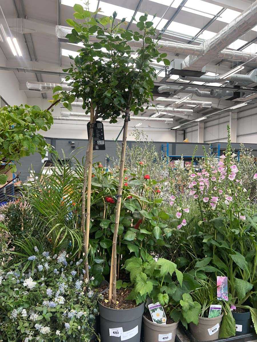 Lot 4251 - Standard Rose Tree
