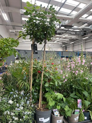 Lot 4251 - Standard Rose Tree