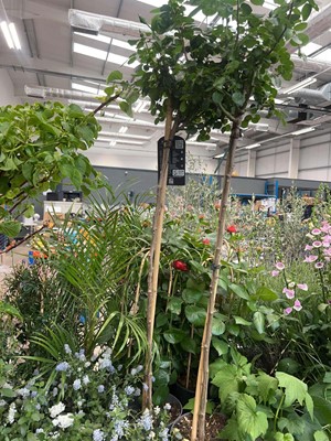 Lot 4252 - Standard Rose Tree