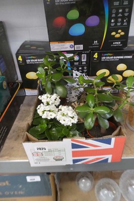 Lot 2025 - Tray of assorted indoor plants