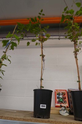 Lot 2043 - Potted Ville de Lyon climbing clematis