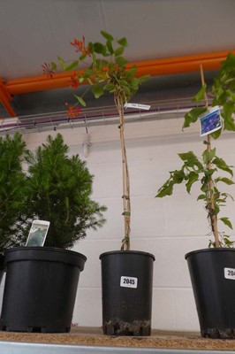Lot 2045 - Potted red flowering climbing clematis