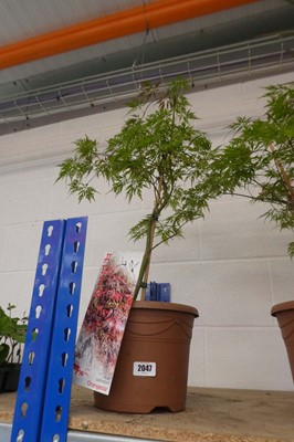 Lot 2046 - Large potted Orangeola acer