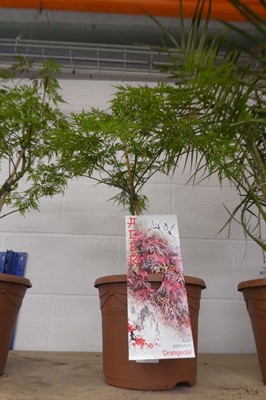 Lot 2047 - Large potted Orangeola acer