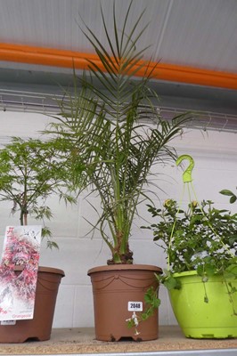 Lot 2048 - Large potted palm