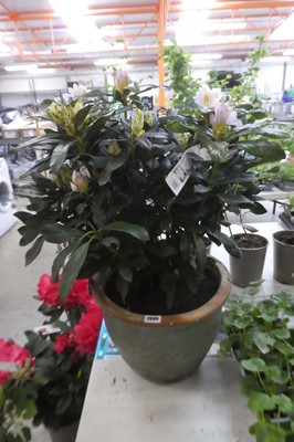 Lot 2049 - Large potted 7.5L white Madame Masson...