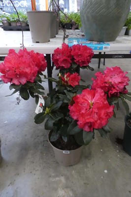 Lot 2050 - Large potted 7.5L Markeeta's Prize red...