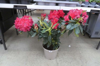 Lot 2051 - Large potted 7.5L Markeeta's Prize red...