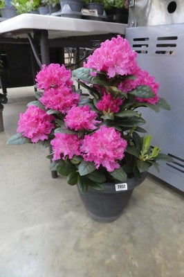Lot 2052 - Large pink flowering rhododendron in pot