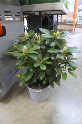 Lot 2053 - Potted rhododendron
