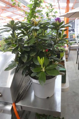 Lot 2054 - Potted rhododendron