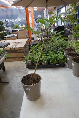 Lot 2055 - Potted peony