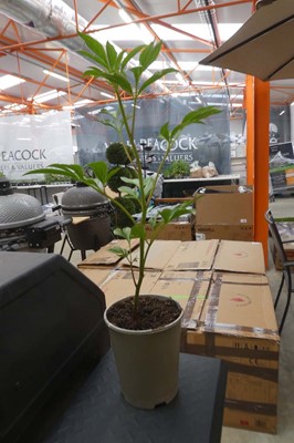 Lot 2056 - Potted peony